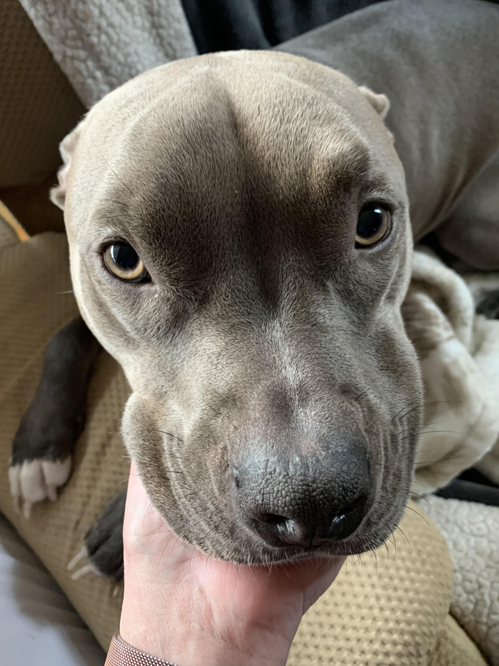 da pupper Blank Meme Template