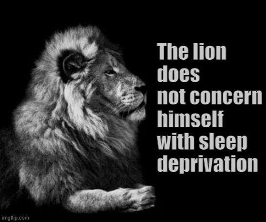 sleep deprivation | The lion does not concern himself with sleep deprivation | image tagged in the lion | made w/ Imgflip meme maker