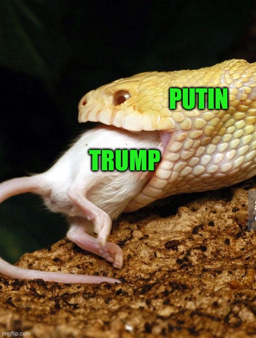 PUTIN; TRUMP | image tagged in donald trump | made w/ Imgflip meme maker