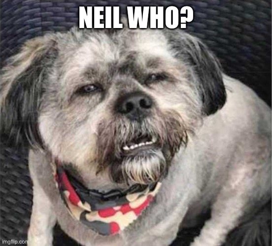 confused dog | NEIL WHO? | image tagged in confused dog | made w/ Imgflip meme maker