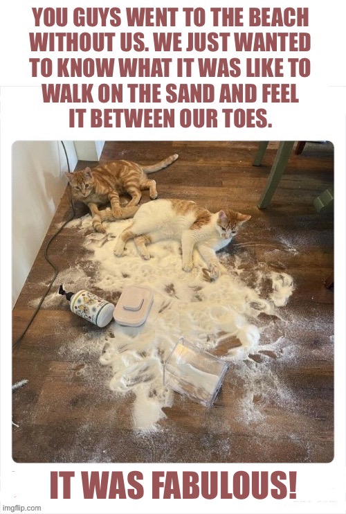 They tried to make sand castles, but it didn’t quite work out… | IT WAS FABULOUS! | image tagged in cats,spilled sugar,beach trip,sand,between toes,fabulous | made w/ Imgflip meme maker