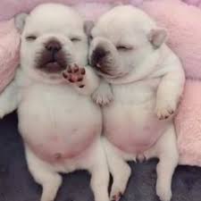 Pibble Blank Meme Template