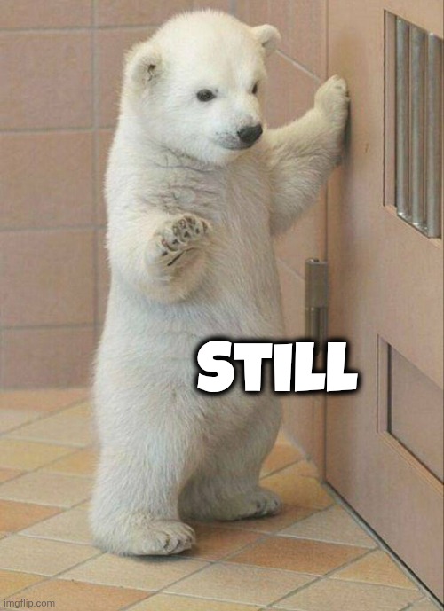 Not now Bear | Still | image tagged in not now bear | made w/ Imgflip meme maker