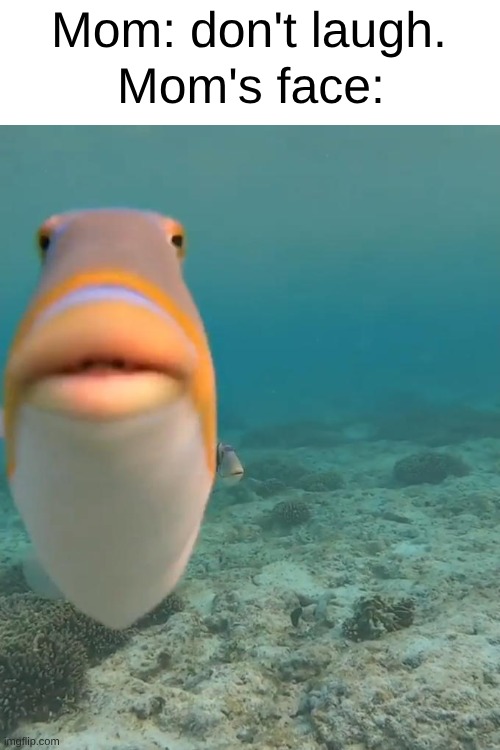 Relatable 3. | Mom: don't laugh. Mom's face: | image tagged in staring fish,relatable | made w/ Imgflip meme maker