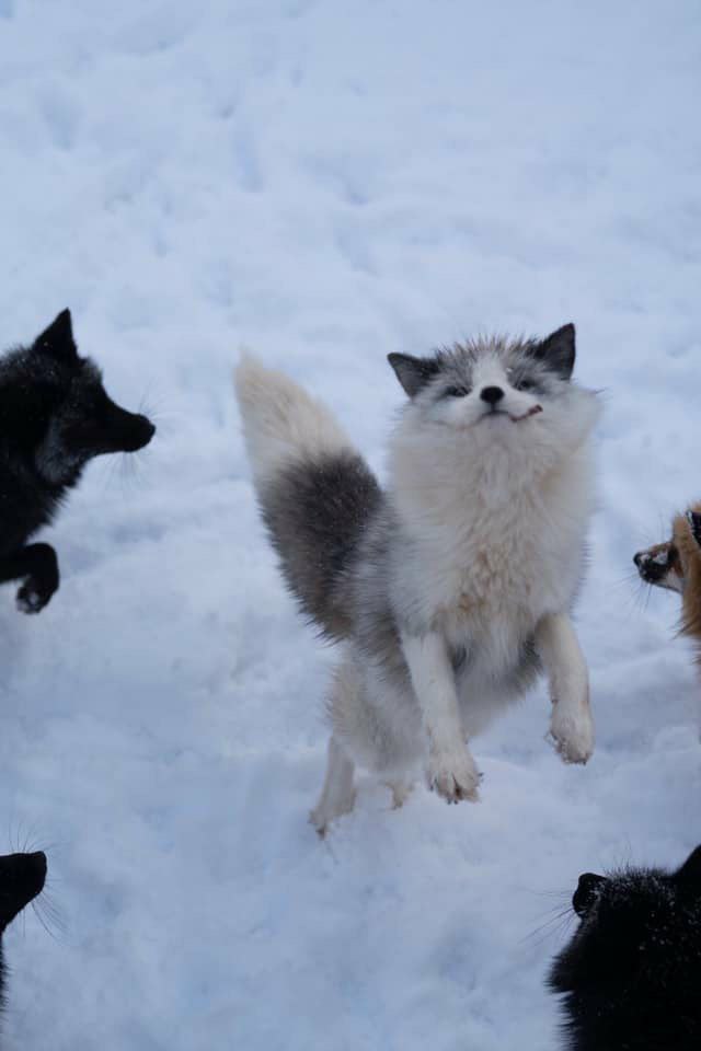 Sup Prankers Blank Meme Template