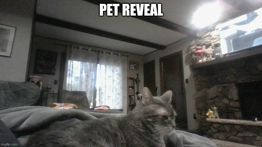 ANOTHER PIC IN COMMENTS | PET REVEAL | made w/ Imgflip meme maker