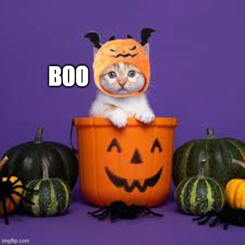 Halloween kitten tries to be scary.   --  cat humor  -- | BOO | image tagged in cat,funny,kitten,humor,halloween,pumpkin | made w/ Imgflip meme maker