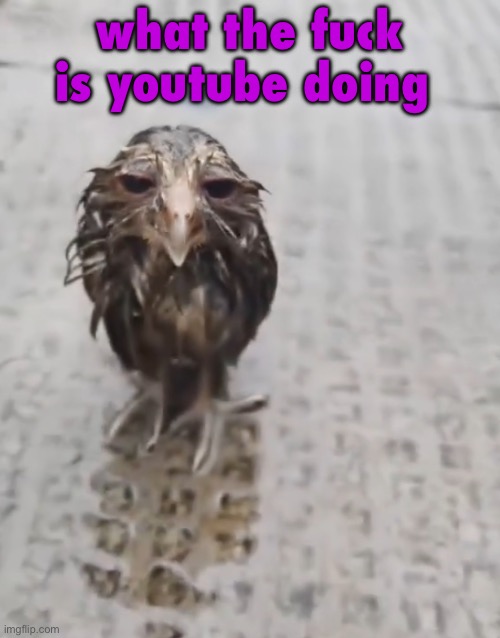 soggy | what the fuck is youtube doing | image tagged in soggy | made w/ Imgflip meme maker