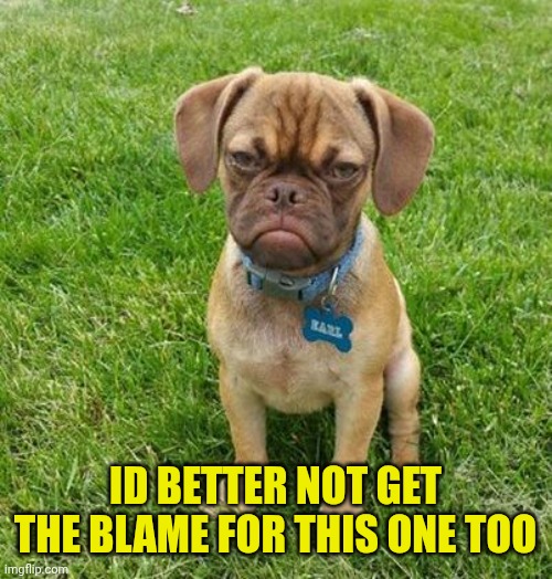 Grumpy Dog | ID BETTER NOT GET THE BLAME FOR THIS ONE TOO | image tagged in grumpy dog | made w/ Imgflip meme maker