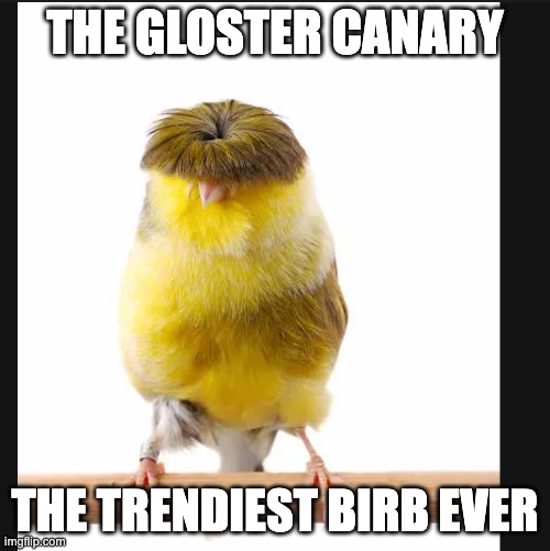 Trendy Birb | THE GLOSTER CANARY; THE TRENDIEST BIRB EVER | image tagged in memes,funny,fun,birb,trendy | made w/ Imgflip meme maker