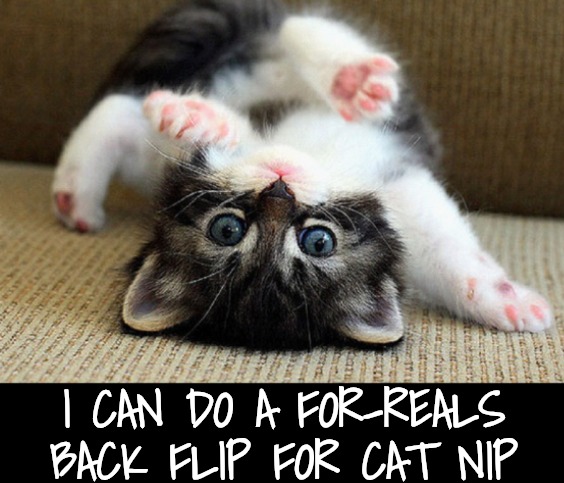 Cute kitten | I CAN DO A FOR-REALS BACK FLIP FOR CAT NIP | image tagged in cute kitten | made w/ Imgflip meme maker