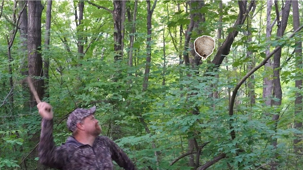 hitting wasp nest Blank Meme Template
