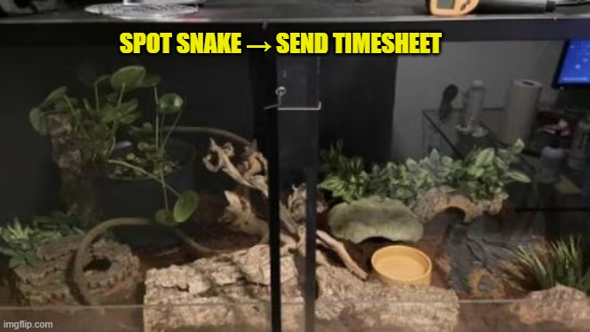 Snake timesheet reminder | SPOT SNAKE → SEND TIMESHEET | image tagged in spot snake,timesheet reminder,timesheet meme,spot snake meme | made w/ Imgflip meme maker