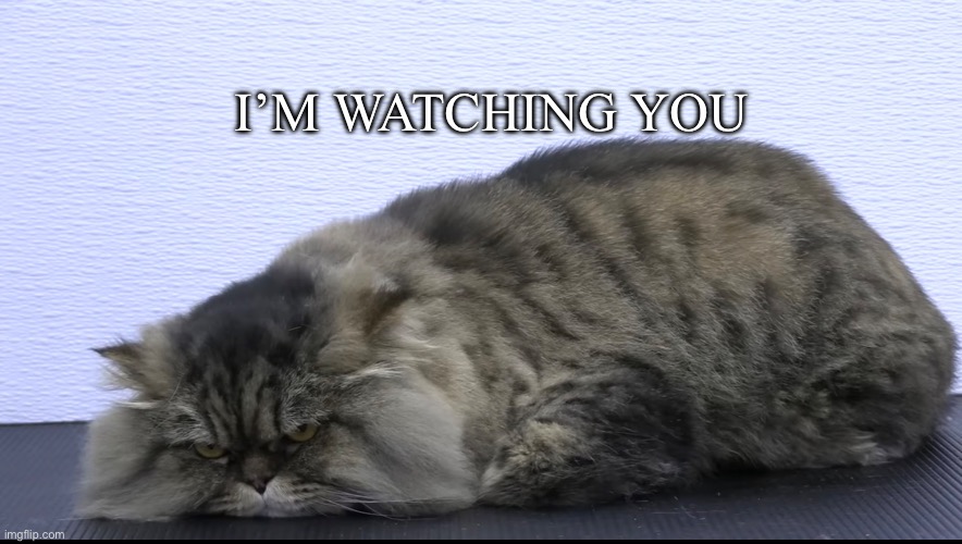 cat staring at you | I’M WATCHING YOU | image tagged in memes | made w/ Imgflip meme maker