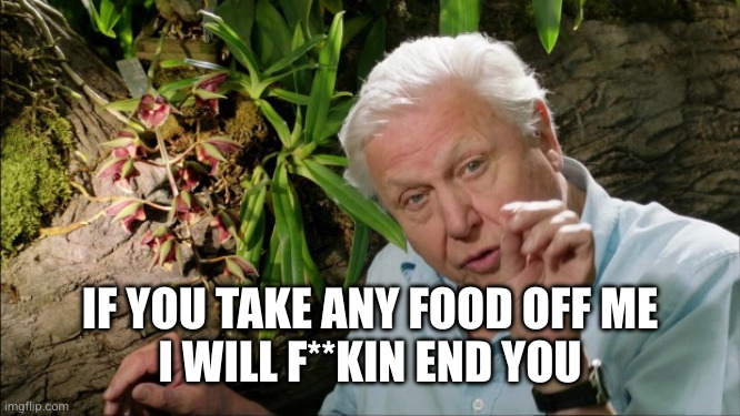 David Attenborough | IF YOU TAKE ANY FOOD OFF ME
I WILL F**KIN END YOU | image tagged in david attenborough | made w/ Imgflip meme maker
