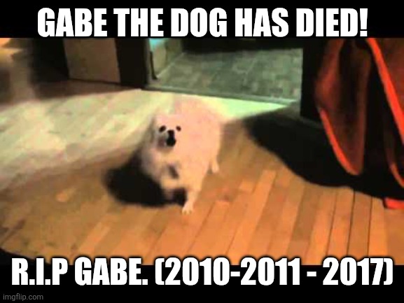Gabe the dog | GABE THE DOG HAS DIED! R.I.P GABE. (2010-2011 - 2017) | image tagged in gabe the dog | made w/ Imgflip meme maker