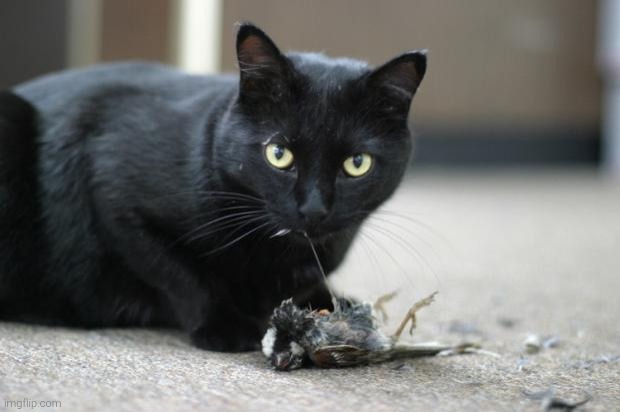Cat eating bird | image tagged in cat eating bird | made w/ Imgflip meme maker