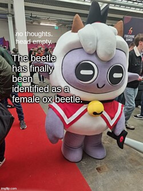 no thoughts. head empty. | The beetle has finally been identified as a female ox beetle. | image tagged in no thoughts head empty | made w/ Imgflip meme maker