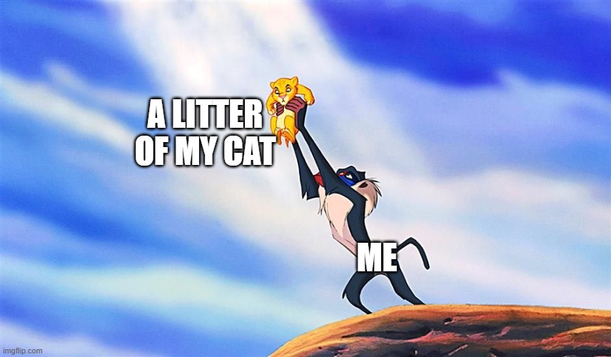 Lion King Rafiki Simba | A LITTER OF MY CAT; ME | image tagged in lion king rafiki simba | made w/ Imgflip meme maker