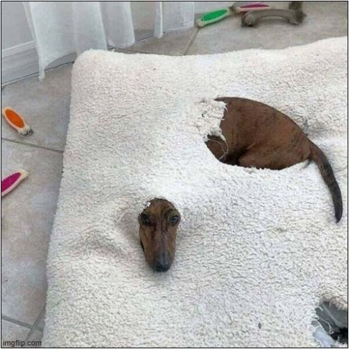 Next Time, Give Me A Blanket ! | image tagged in dog,bean bag,destruction,blanket | made w/ Imgflip meme maker