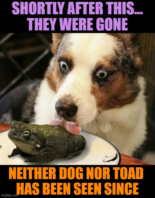 SHORTLY AFTER THIS...
THEY WERE GONE; NEITHER DOG NOR TOAD 
HAS BEEN SEEN SINCE | image tagged in dog,toad,hallucination,drugs | made w/ Imgflip meme maker
