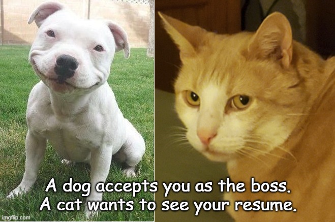 Cat wants your resume | A dog accepts you as the boss.
A cat wants to see your resume. | image tagged in animals | made w/ Imgflip meme maker