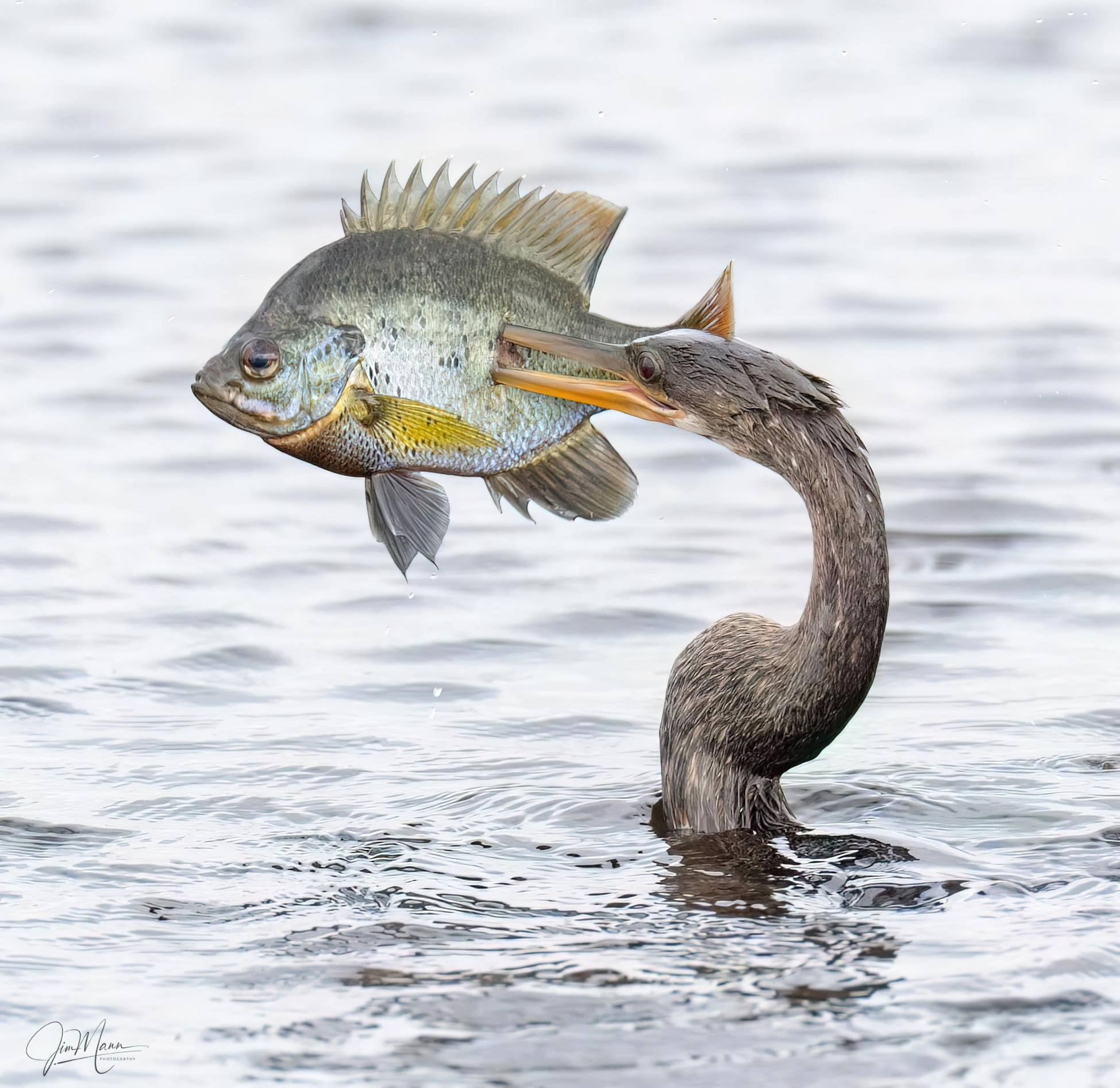 High Quality Heron Grabbing Fish Blank Meme Template
