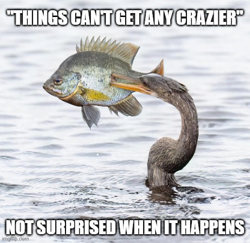 Things Can't Get Crazier but Not Surprised When it Happens | "THINGS CAN'T GET ANY CRAZIER"; NOT SURPRISED WHEN IT HAPPENS | image tagged in heron grabbing fish | made w/ Imgflip meme maker