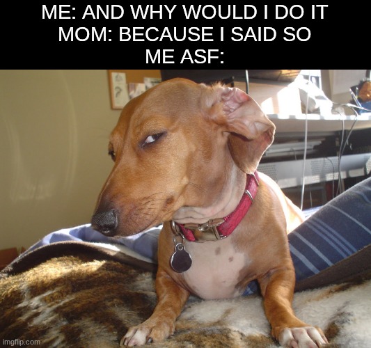 "because I said so" IS NOT A REASON AT ALL!! | ME: AND WHY WOULD I DO IT
MOM: BECAUSE I SAID SO
ME ASF: | image tagged in suspicious dog,memes,relatable | made w/ Imgflip meme maker