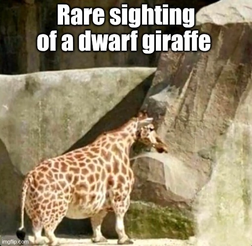 Rare sighting of a dwarf giraffe | made w/ Imgflip meme maker