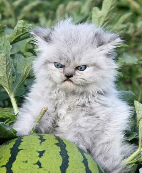 Angry watermelon cat Blank Meme Template