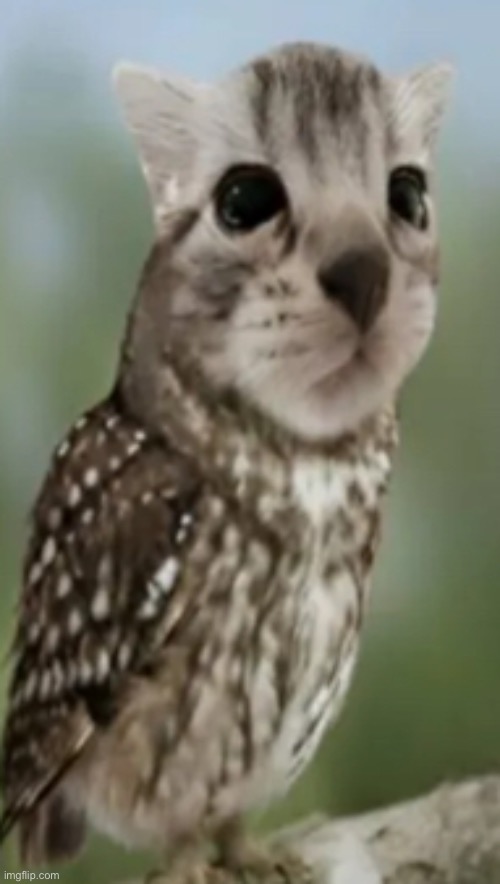meowl | image tagged in meowl | made w/ Imgflip meme maker