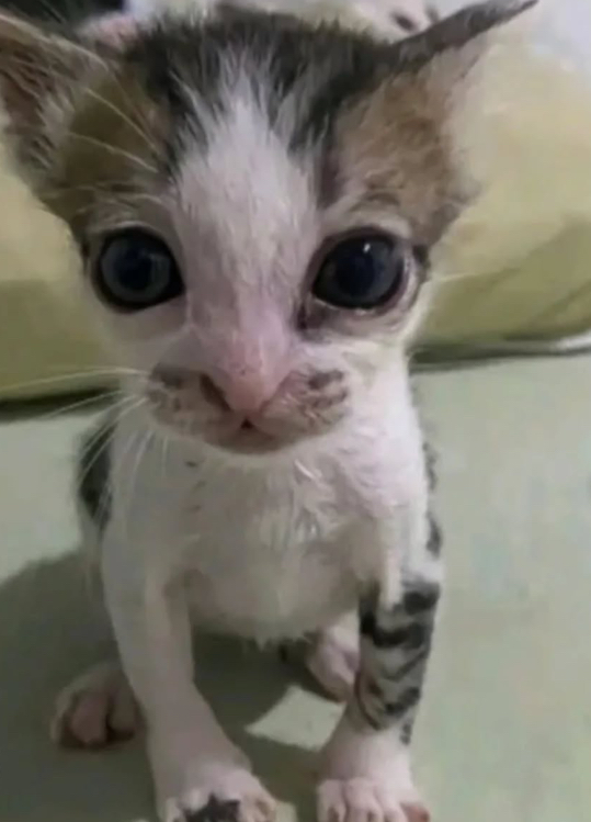 me when Blank Meme Template