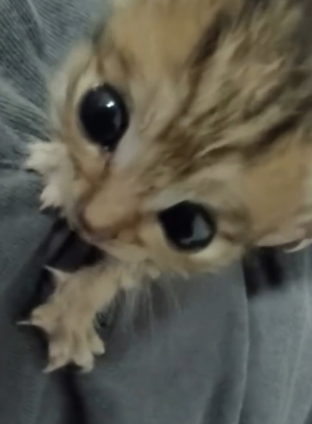 he is here Blank Meme Template