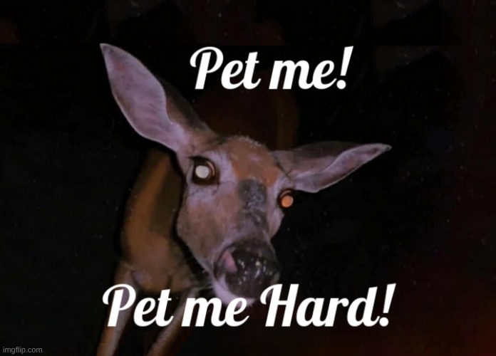 Pet Me Hard! | image tagged in deer,pet me,pets,what do we want,i love you | made w/ Imgflip meme maker