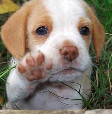 Ya no sos gordo sabelo Blank Meme Template