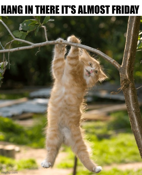 Hang In There It's Almost Friday | HANG IN THERE IT'S ALMOST FRIDAY | image tagged in chrisjoines1 | made w/ Imgflip meme maker