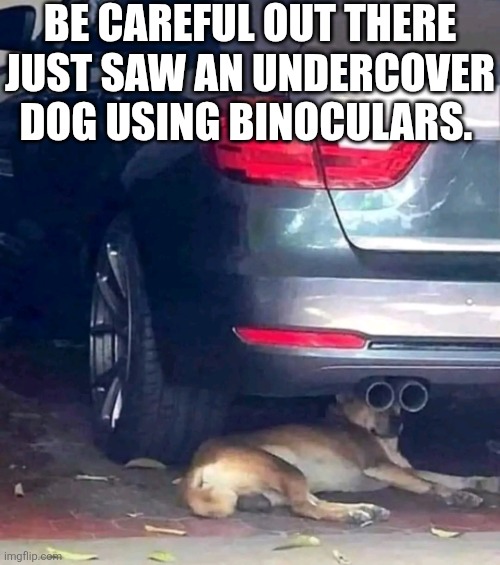 Be Careful Out There Just Saw An Undercover Dog Using binoculars | BE CAREFUL OUT THERE JUST SAW AN UNDERCOVER DOG USING BINOCULARS. | image tagged in chris joines | made w/ Imgflip meme maker