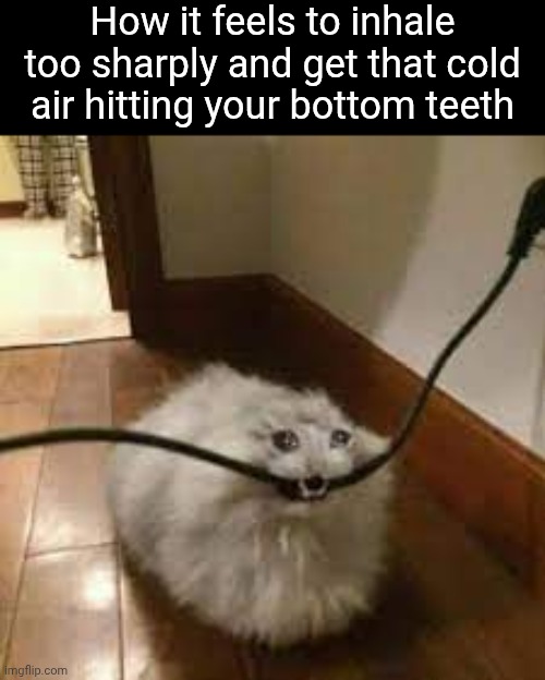 sad cat chewing cord | How it feels to inhale too sharply and get that cold air hitting your bottom teeth | image tagged in sad cat chewing cord | made w/ Imgflip meme maker
