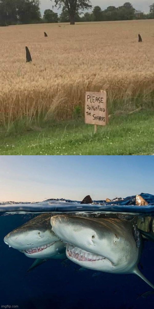Don’t Feed them | image tagged in sharks laughing,sharks,feed me,stupid signs | made w/ Imgflip meme maker