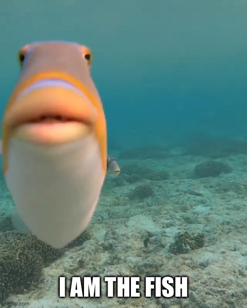 staring fish | I AM THE FISH | image tagged in staring fish | made w/ Imgflip meme maker