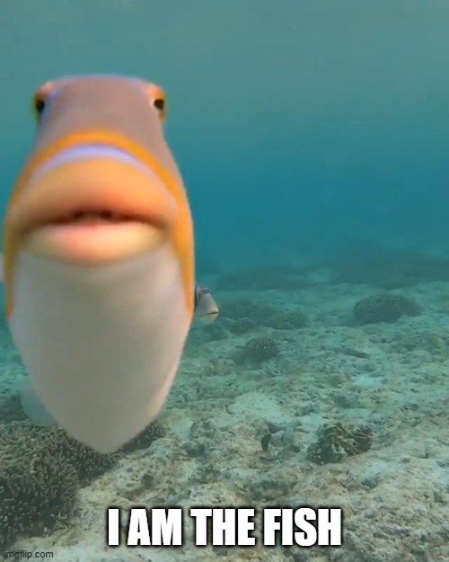 this is proof | I AM THE FISH | image tagged in staring fish | made w/ Imgflip meme maker