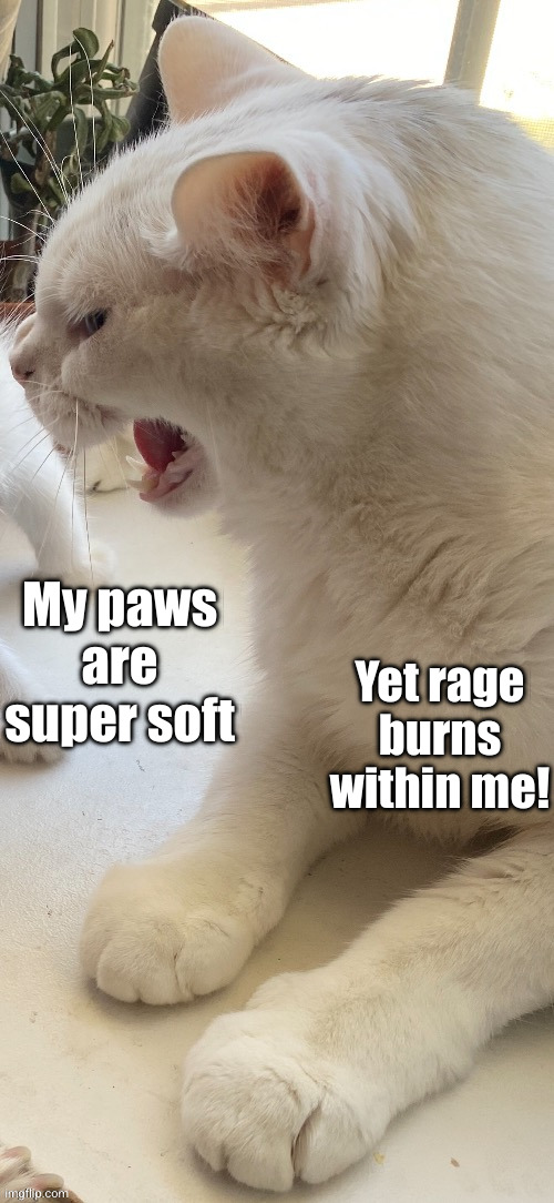 Adorable yet deadly | My paws are super soft; Yet rage burns within me! | image tagged in piss,cats,adorable,fearsome,paws,memes | made w/ Imgflip meme maker