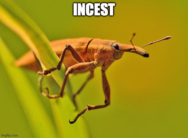 Happy Insect | INCEST | image tagged in happy insect | made w/ Imgflip meme maker