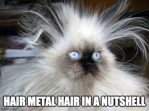Hair metal hair | HAIR METAL HAIR IN A NUTSHELL | image tagged in crazy hair cat,hair metal,funny,memes,cat | made w/ Imgflip meme maker