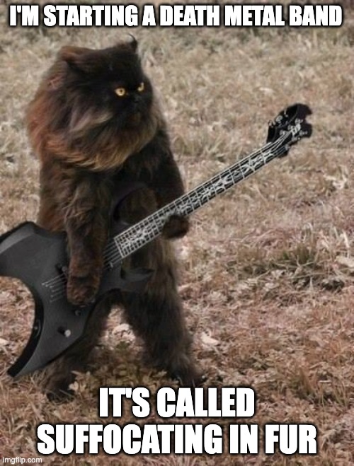 Death metal cat | I'M STARTING A DEATH METAL BAND; IT'S CALLED SUFFOCATING IN FUR | image tagged in death metal cat,death metal,funny,meme,metal | made w/ Imgflip meme maker