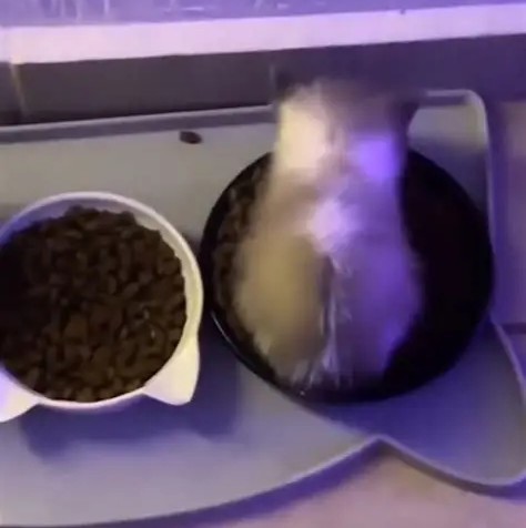 wiwiwi cat Blank Meme Template