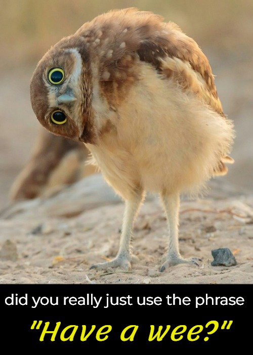 "Have a wee?" did you really just use the phrase | made w/ Imgflip meme maker