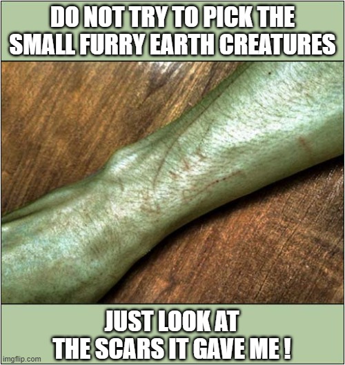 Wise Alien Advice ! | DO NOT TRY TO PICK THE SMALL FURRY EARTH CREATURES; JUST LOOK AT THE SCARS IT GAVE ME ! | image tagged in cats,alien,advice,scratch,bites | made w/ Imgflip meme maker