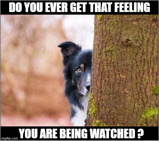 You're Under Surveillance ! | DO YOU EVER GET THAT FEELING; YOU ARE BEING WATCHED ? | image tagged in dogs,surveillance,i'm watching you | made w/ Imgflip meme maker